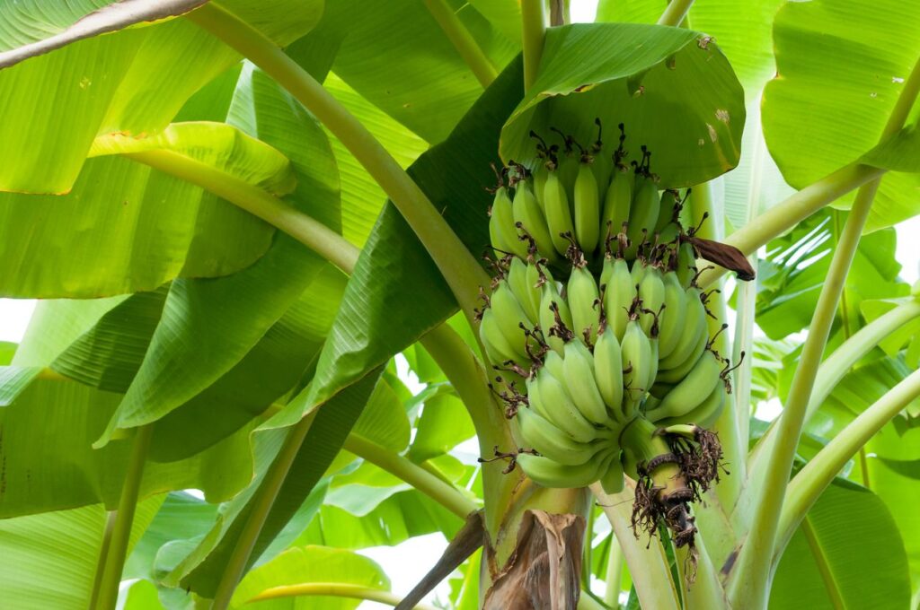 inovasi produk dari batang pisang